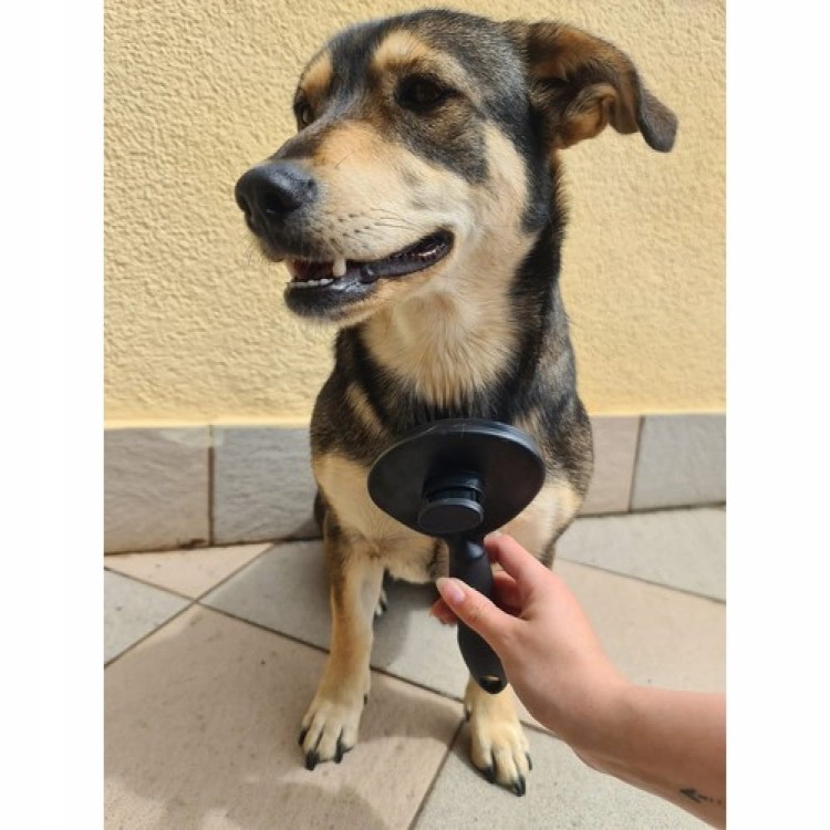 SZCZOTKA SAMOCZYSZCZĄCA DO SIERŚCI PSA KOTA KRÓLIK